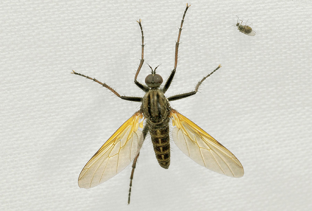 Empis tessellata (Empididae)